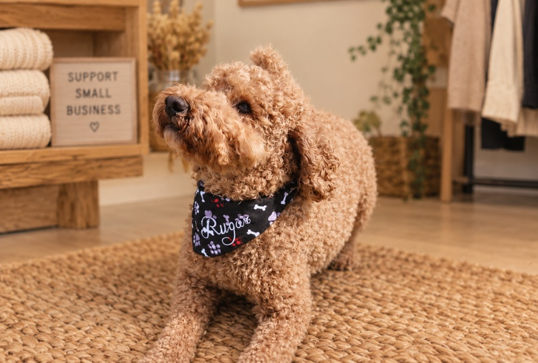 Dog wearing a custom name bandana
